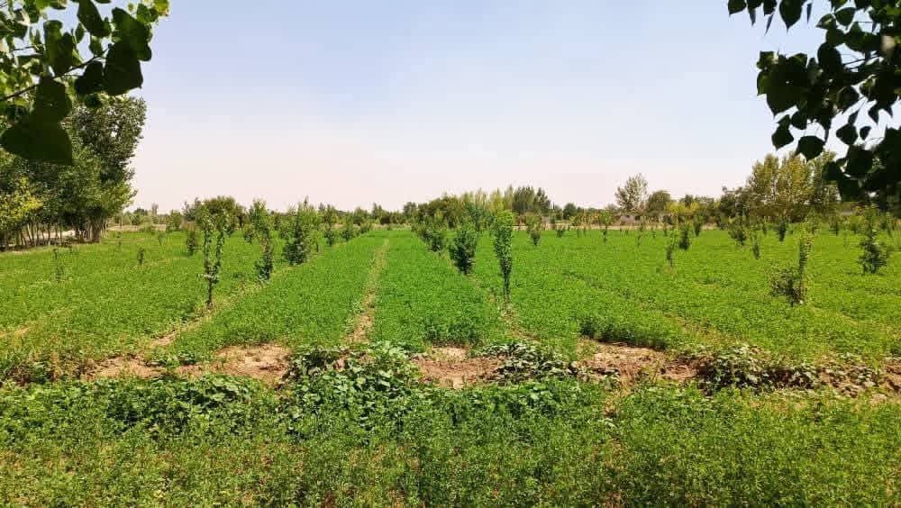 ارض مشجرة _ريف دمشق - 2